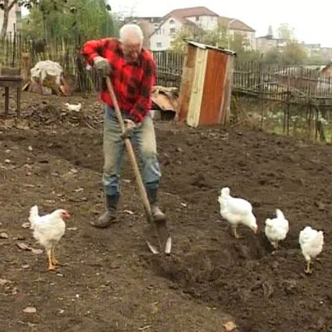 Grădina de zarzavaturi din spatele blocului te poate salva de sărăcie