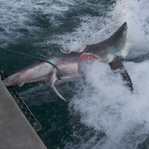 Un mare rechin alb a fost aproape secţionat în două de un alt rechin uriaş misterios. ATENŢIE IMAGINI ŞOCANTE