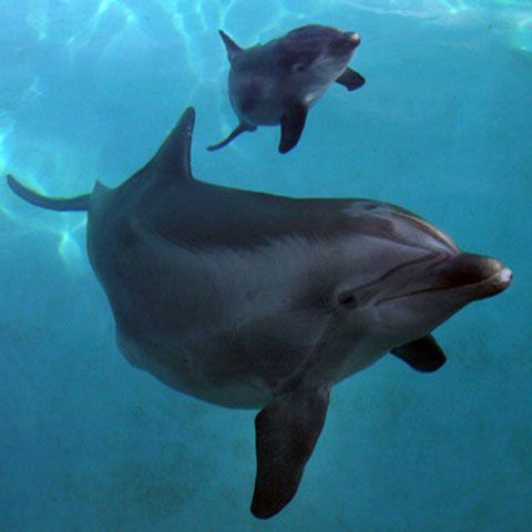 Speciile de plante şi animale care ne-au spus adio în ultimul deceniu