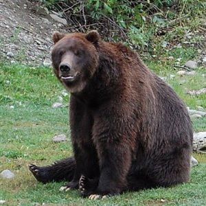 CE a aprobat României cinci proiecte pentru programul Life  pe 2008, de 5,9 milioane euro