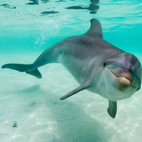 Viaţa subacvatică din Marea Neagră va dispărea cu totul în câţiva ani!