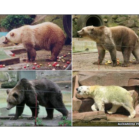 Ce se naşte dintr-un urs polar şi un urs grizzly? - VEZI FOTO