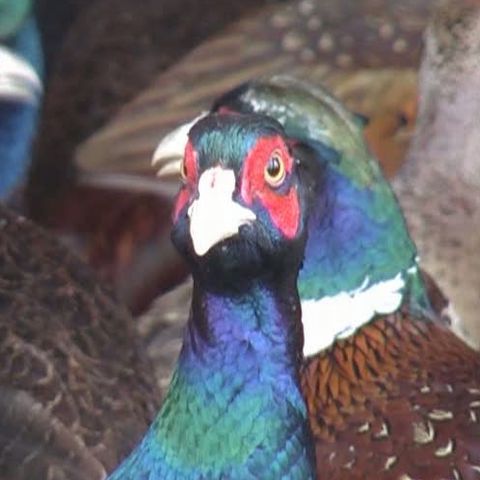 Fazanii de la Pătulele, judeţul Mehedinţi, ajung pe masa italienilor 