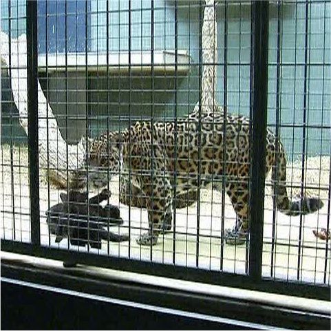 Doi pui mici de jaguar sunt vedetele grădinii zoologice din Berlin