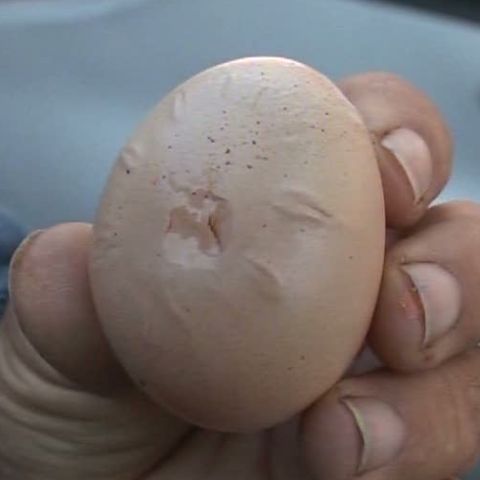 Doi pensionari din Bacău susţin că o găină a făcut un ou cu ceas 