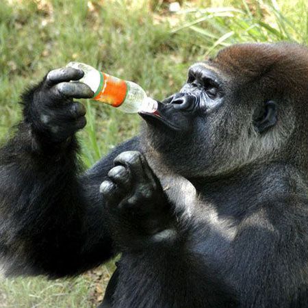 Maimuţele de la o grădină zoologică din Siberia beau vin roşu pentru a se apăra de gripa porcină