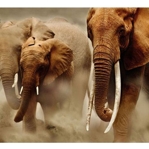 Peste 38.000 de elefanţi africani sunt ucişi în fiecare an pentru fildeş