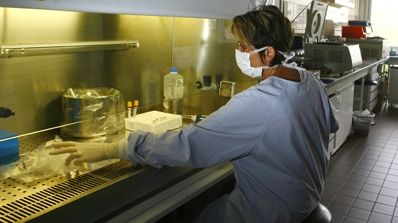 Încă 137 de cazuri de gripă porcină în România, confirmate în 24 de ore