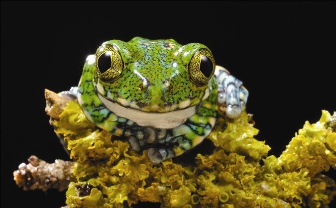 Cele mai bune fotografii de la competiţia fotografică Darwin 200