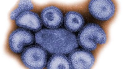 Norvegia a depistat o mutaţie a virusului pandemic al gripei noi, anunţă OMS 