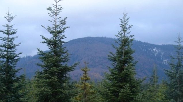 Direcţia Silvică Mureş a început operaţiunea pomul de Crăciun