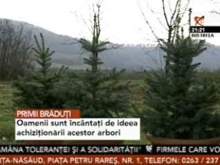 În Bistriţa au apărut primii brazi de Crăciun