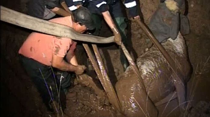 Pompierii din Piteşti au salvat un cal căzut într-o groapă