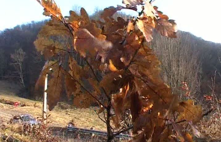 20 de angajaţi ai primăriei din Coaş, judeţul Maramureş, şi mai mulţi voluntari au plantat puieţii de brad, gorun şi stejar