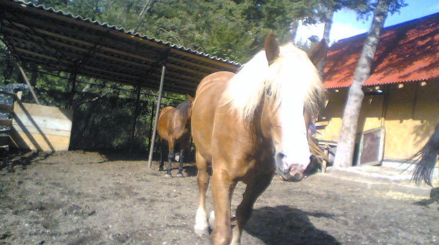 Un centru de echitaţie din apropiere de Vilnius ar fi adăpostit o închisoare secretă a CIA 