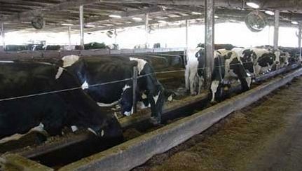 Tot mai mulţi braşoveni solicită eliberarea subvenţiilor pentru animale