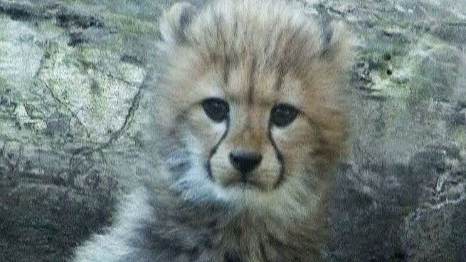Trei pui de ghepard sunt noua atracţie a grădinii zoologice de la Tokyo