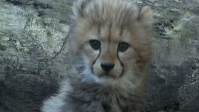 Trei pui de ghepard sunt noua atracţie la Grădina zoologică din Tokio