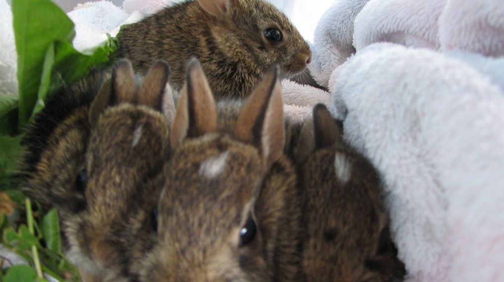 Suedezii se încălzesc punând iepurii pe foc 