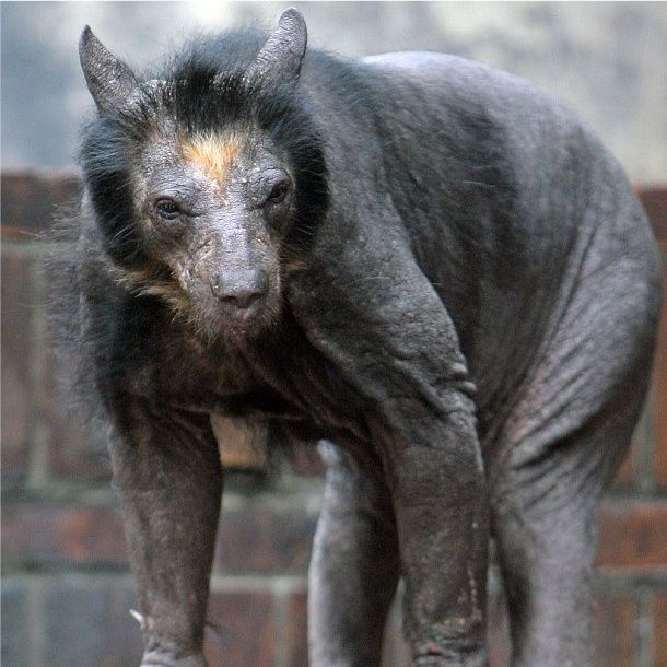 Aţi văzut vreodată cum arată un urs chel? - VEZI FOTO