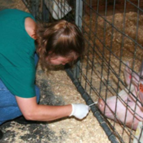 Numărul de cazuri de gripă porcină va fi deja în scădere în SUA când vor exista destule vaccinuri