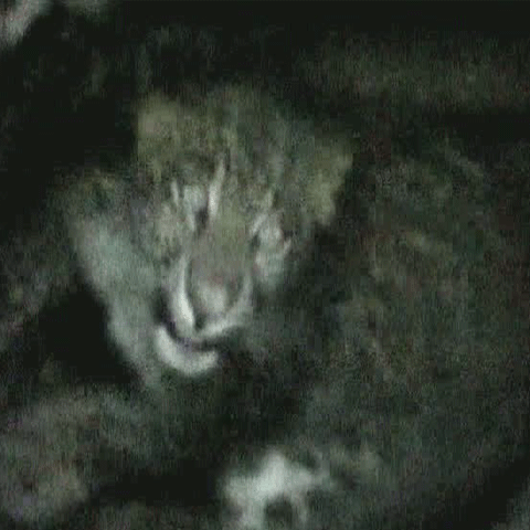 Oamenii dintr-un sat din India au salvat un leopard căzut într-o fântână 