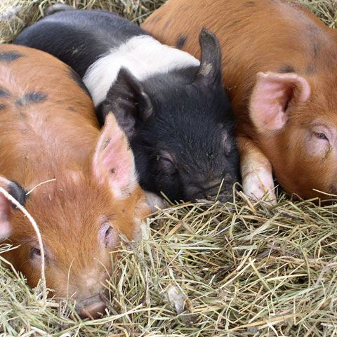 OMS va spori controalele în ferme, pentru a identifica eventuale virusuri noi