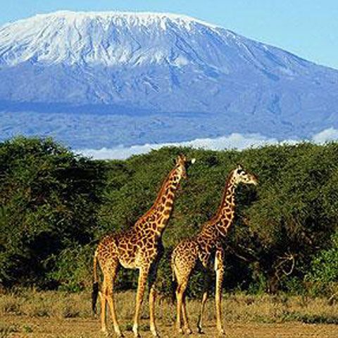 Zăpada de pe Kilimanjaro va dispărea în 20 de ani, susţin oamenii de ştiinţă