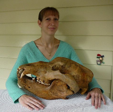 Dacă vă doriţi un craniu gigantic de urs preistoric... din România, îl puteţi cumpăra de pe Ebay - VEZI FOTO