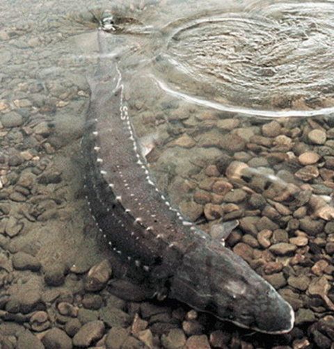 Mai multe ONG-uri cer şefului statului printr-o scrisoare deschisă să interzică pescuitul de sturioni