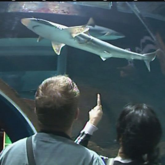 Muşcătura unui rechin s-a dovedit a fi o cezariană de urgenţă