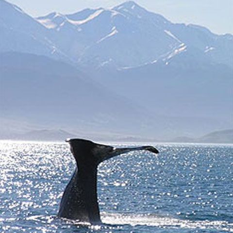 Observarea balenelor, nouă formă de turism în Noua Zeelandă