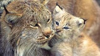 Ministerul Mediului dă 150.000 euro pe două studii privind numărul de carnivore mari şi de lostriţe