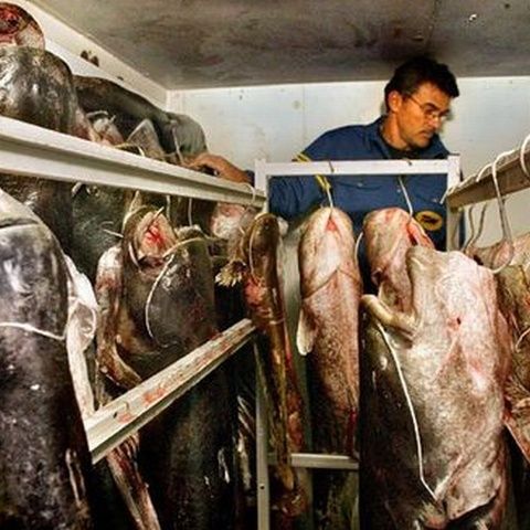 Spania a autorizat exportul a 5 tone de somn infestat către România