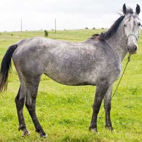 Un tânăr este cercetat penal după ce a violat şi a ucis o iapă 