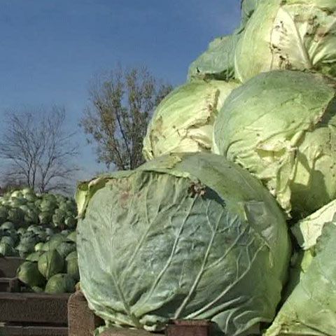 Cultivarea verzei nu mai este rentabilă, spun producătorii din Dâmboviţa 