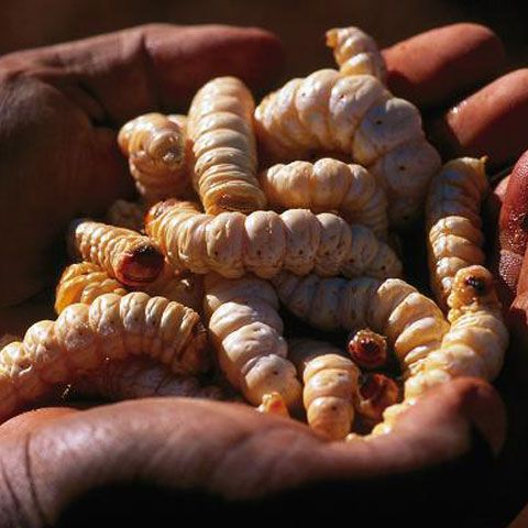 TRADIŢII BIZARE. Episodul VII: Cele mai ciudate feluri de mâncare