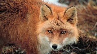 Focar de rabie în Brăila