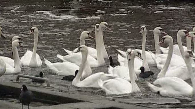 Lebedele din Hamburg au fost pregătite de mutarea pe timp de iarnă