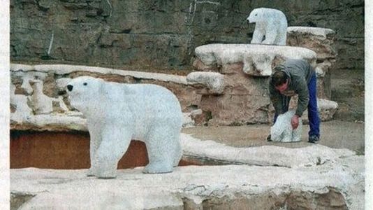 Urşii polari morţi de la zoo St. Louis sunt înlocuiţi cu roboţi