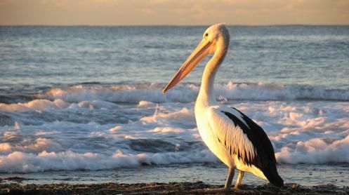 Grădina Zoologică Bucureşti are noi locatari: 12 pui de pelican