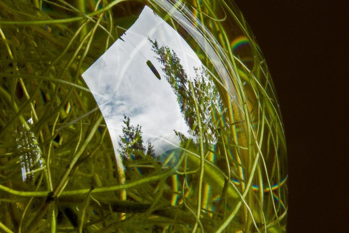 Plantele au viaţă socială