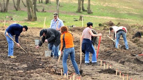 MaiMultVerde şi Ernst & Young au împădurit 10 hectare la Ploieşti
