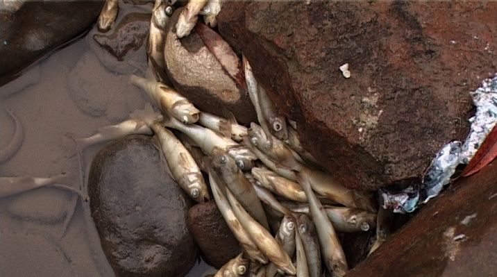 Sute de peşti morţi, găsiţi pe râul Mureş