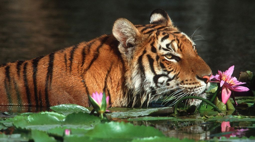 Bangladesh-ul cere ţărilor bogate 10 miliarde dolari ca ajutor împotriva încălzirii globale 