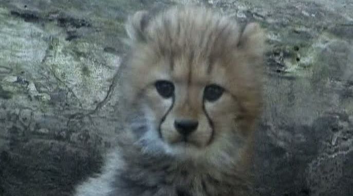 Trei pui ciufuliţi de ghepard, noua atracţie de la zoo Tokyo