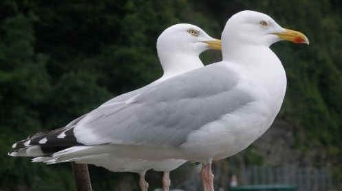 Pompierii din Constanţa au intervenit pentru salvarea a doi pescăruşi 