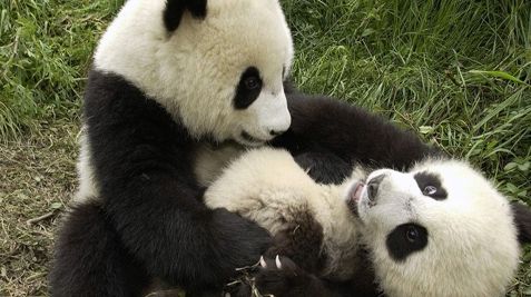 Obiceiurile sexuale ale necuvântătoarelor: Morsele au harem, lebedele negre sunt gay 