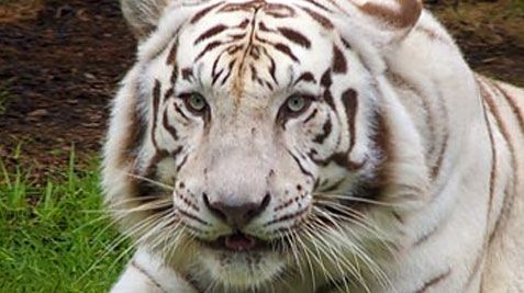 O tigroaică albă a fost sfâşiată de lei într-un zoo ceh 