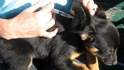 Aproximativ 70.000 de câini şi pisici, din Maramureş, vaccinaţi contra rabiei